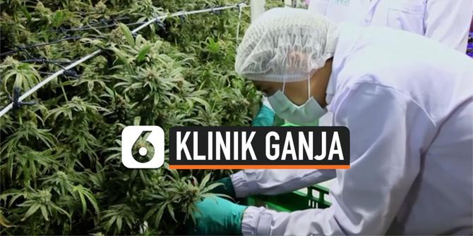 VIDEO: Klinik Berbasis Ganja Diresmikan di Thailand