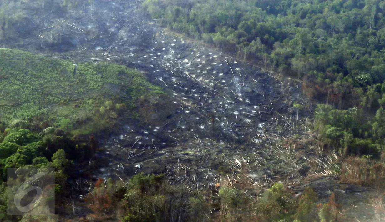 Kondisi hutan di Kalimantan Timur yang hangus akibat kebakaran yang terjadi sejak beberapa bulan lalu, Selasa (27/10). Kepala Bidang Informasi BMKG Tirto Djatmiko mengatakan, titik api di Kalimantan relatif berkurang. (Liputan6.com/Immanuel Antonius)