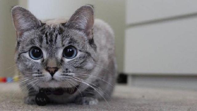 Gemas! Ini 5 Akun Kucing Paling Populer di Instagram