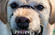 4 Cara Mencegah Rabies yang Penting Diketahui, Vaksin Hewan Peliharaan