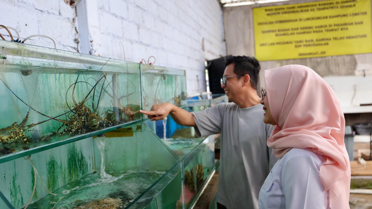 Suwardi, Manager Kampung Lobster Banyuwangi menunjukan proses budi daya lobster kepada bupati Banyuwangi Ipuk Fiestiandani (Istimewa)