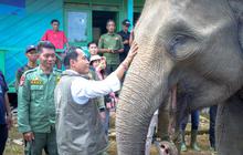 BKSDA Bengkulu Gunakan Drone Thermal, Temukan 17 Gajah Liar di Bentang Alam Seblat