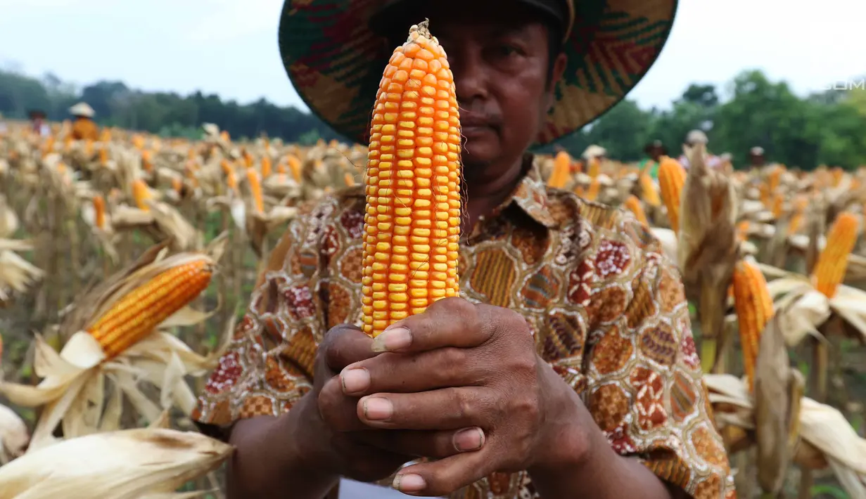 Seorang petani menunjukkan jagung hasil panen raya di Tuban, Jawa Timur, Jumat (9/3). Petani menerapkan pola panen kering hingga hasilnya lebih menguntungkan. (Liputan6.com/Angga Yuniar)