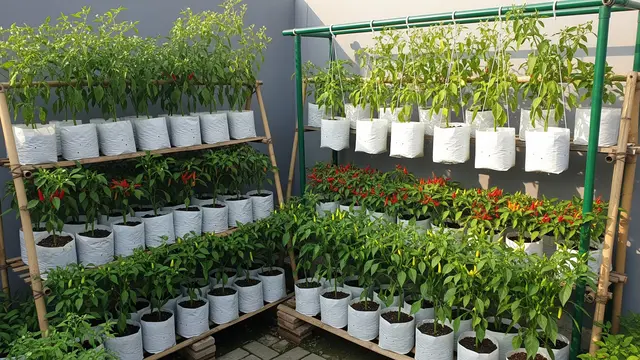 Ide Kebun Cabai 2x2 di Pekarangan Sempit