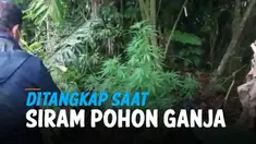 Seorang pria di Sumatera Utara ditangkap polisi karena memelihara belasan batang pohon ganja. Ganja tersebut ditanam untuk dikonsumsi oleh dirinya sendiri.