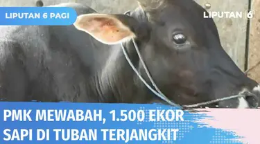 Penyakit Mulut dan Kuku atau PMK terus ditemukan menjangkiti sapi milik peternak di Tuban. Sebanyak 1.500 ekor sapi diketahui tertular virus PMK, enam di antaranya mati. Cegah virus meluas, petugas tutup aktivitas pasar sapi di Tuban.