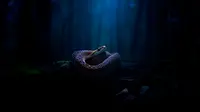 Cara Bedakan Suara Ular vs Hewan Lain di Malam Hari, Pelajari Cirinya