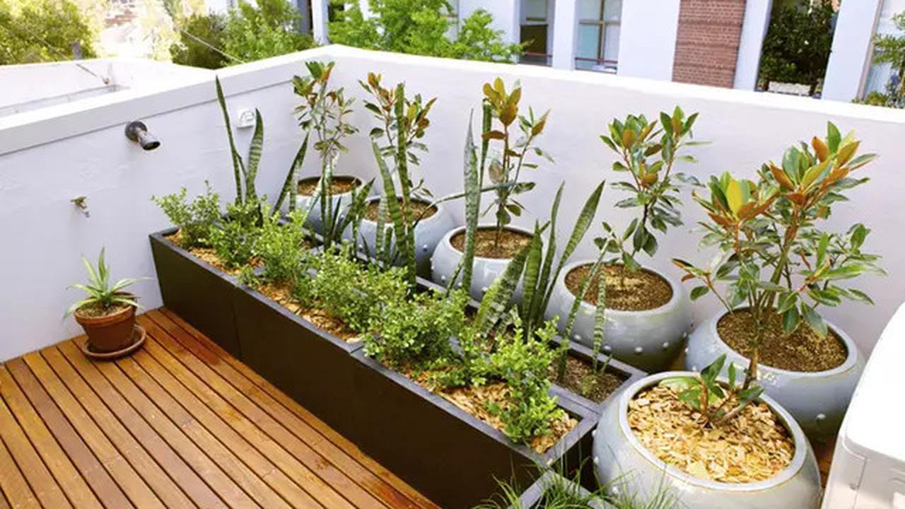 Model Taman Rooftop Minimalis untuk Area Hijau, Ciptakan Keasrian yang Estetik