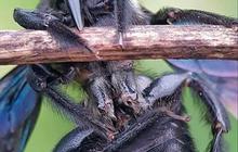 Black Soldier Fly Solusi Sampah Sisa Makanan