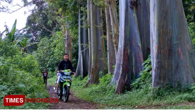 Ada Pohon Pelangi di Bondowoso, Berbagai Warna Menempel di Batangnya