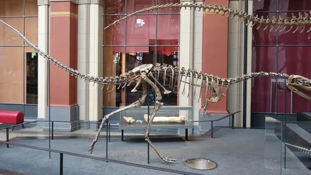 Elaphrosaur, dinonsaurus ompong yang langka. (Wikimedia)