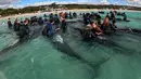 Lebih dari 50 paus mati dalam peristiwa terdamparnya paus secara massal di Australia Barat. (WA Department of Biodiversity, Conservation and Attractions / AFP)