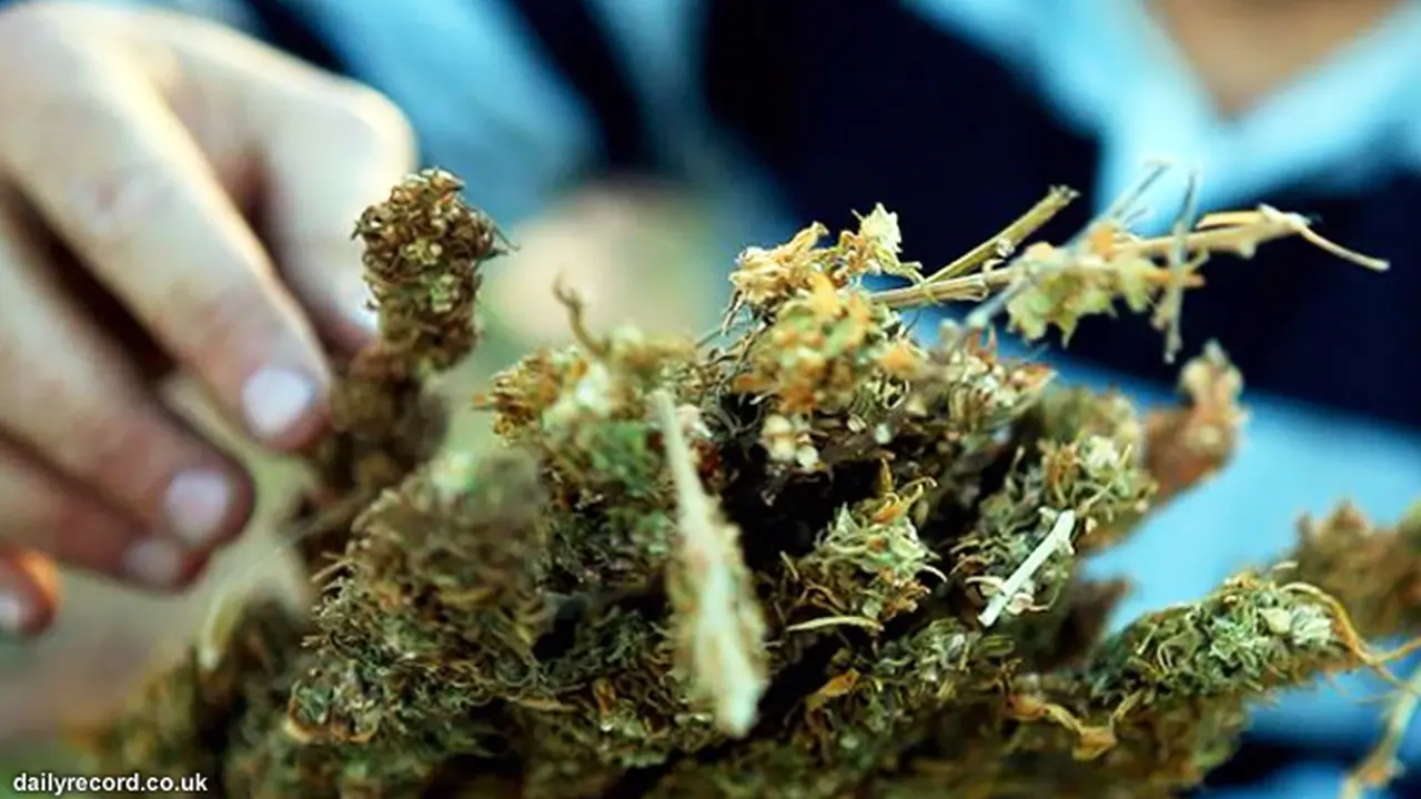 narkoba-ganja-130604b.jpg