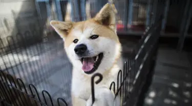 Seekor anjing Akita berada dalam kandang di pusat penampungan di Takasaki, Prefektur Gunma, Jepang (3/4). Anjing Akita ini adalah salah satu dari anjing trah Jepang. (AFP/Behrouz Mehri)