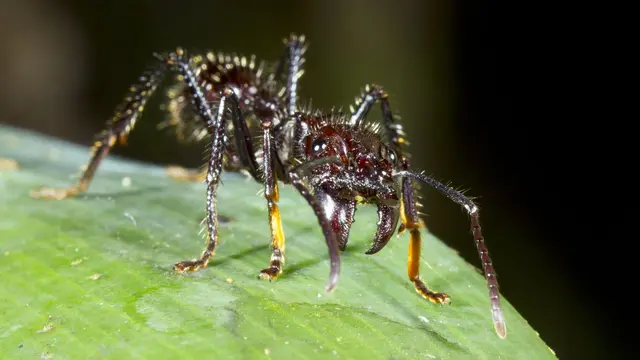 Bullet Ant