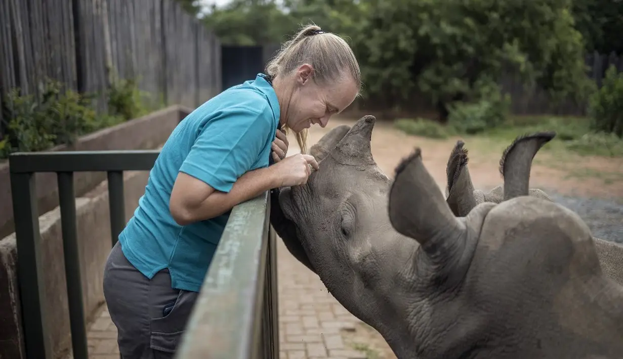 Direktur Yolande Van Der Merwe (38) bermain dengan anak badak di Panti Asuhan Badak di lokasi yang dirahasiakan dekat Mokopane, Provinsi Limpopo, Afrika Selatan, 9 Januari 2021. Panti ini adalah pusat non-komersial khusus pertama yang merawat bayi badak yatim piatu dan terluka. (Michele Spatari/AFP)