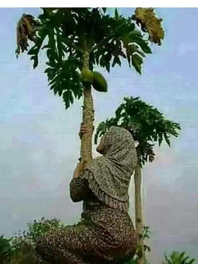 6 Tingkah Orang Petik Pepaya Ini Bikin Ngakak, Nyeleneh