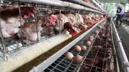 Ayam-ayam bertelur di perternakan kawasan Telaga Kahuripan, Bogor, Jawa Barat, Rabu (3/11/2021). Rendahnya harga telur ayam menyebabkan para peternak di Bogor terpaksa menjual telur ayam di bawah harga pasar, dengan harga Rp 16.000 per kilogram. (merdeka.com/Arie Basuki)