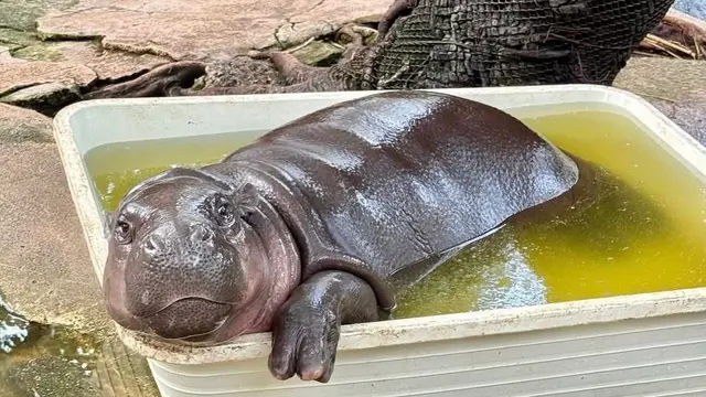 Moo Deng Si Kuda Nil Kerdil Viral Lagi Usai Fotonya Berendam di Kolam Penuh Feses Beredar di Medsos