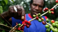 Petani memetik buah kopi Arabika di kampung Wouma, Wamena, Papua. Kopi Arabika dari Wamena ini telah di ekspor ke Amerika Serikat dan Australia.(Antara)