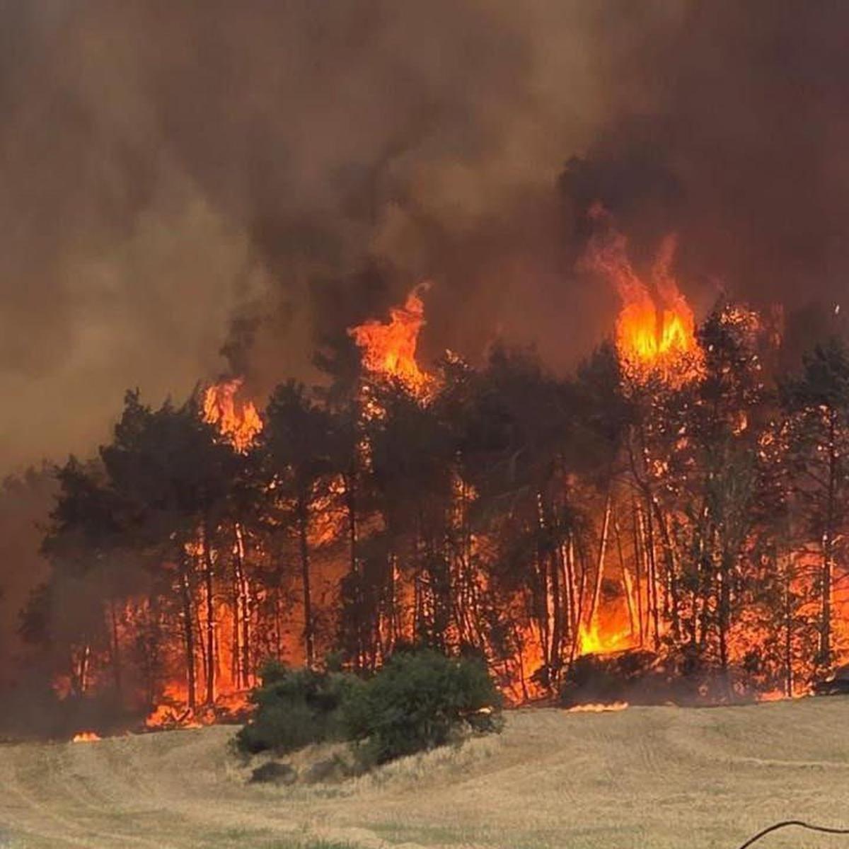 Israel 'Dilumat Api Neraka', Dua Hari Kebakaran Hutan Makin Menggila