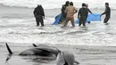 Lebih dari 130 lumba-lumba berkepala ikan paus (Pephonocephala Electra) terdampar di pantai Hokota, Jepang, Jumat (10/4/2015). Sejumlah warga berusaha menyelamatkan ikan paus yang terdampar dipinggir pantai Hokota. (AFP PHOTO/Toshifumi Kitamura)