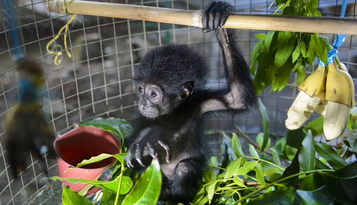 Bayi siamang (Symphalangus syndactylus) berusia antara satu hingga dua bulan di kandang rehabilitasi BKSDA, Banda Aceh, Kamis (13/9). Bayi siamang ini berasal dari Tangse, Pidei dan kemarin diserahkan ke BKSDA Aceh ntuk perawatan. (AFP/CHAIDEER MAHYUDDIN)
