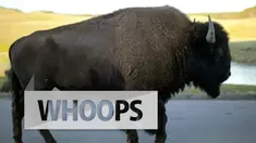 Presiden Amerika Serikat, Barack Obama menandatangi undang-undang yang menyatakan bison sebagai mamalia nasional 
