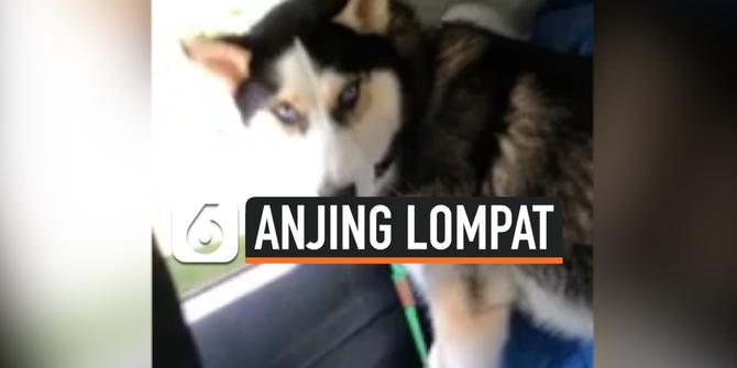 VIDEO: Rekaman Anjing Lompat dari Jendela Mobil Saat Berkendara