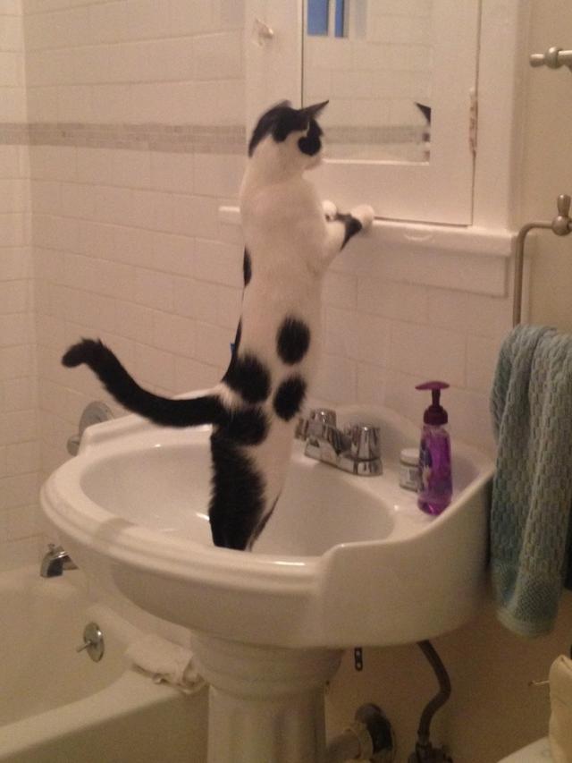 8 Tingkah Nyeleneh Kucing yang Bikin Geleng-Geleng Kepala