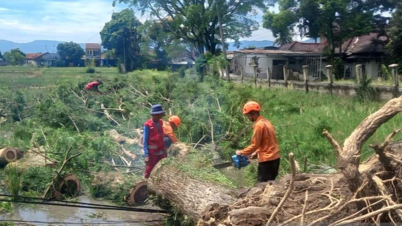 BPBD Cianjur Catat Puluhan Pohon Tumbang Akibat Cuaca Ekstrem, Jalur Utama Sempat Terhambat