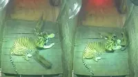 Kisah Harimau Kyai Batua dan Sinta, dari Kehilangan Kaki Kini Lahirkan Generasi Baru