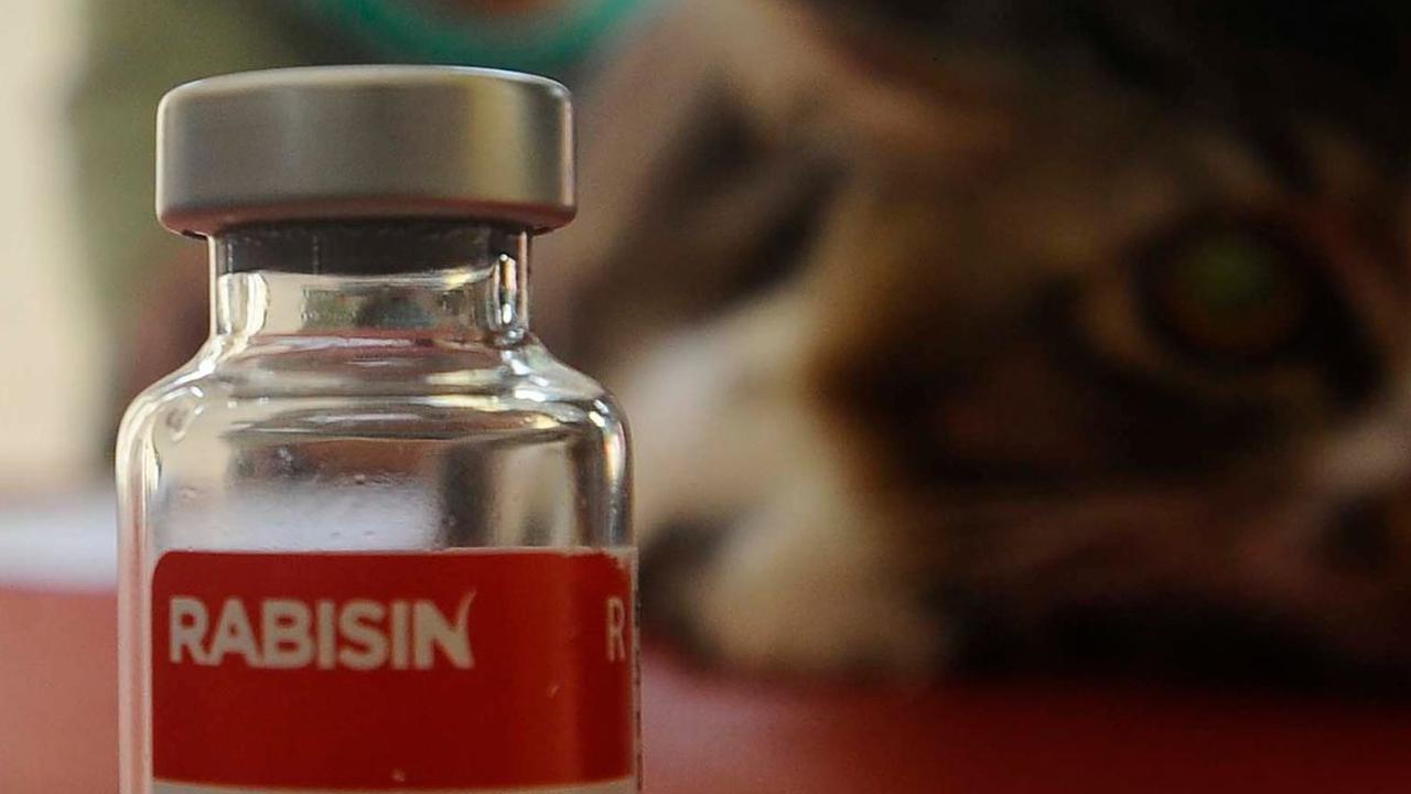 Sebotol dosis vaksin rabies yang disuntikkan pada hewan peliharaan selama Vaksinasi Rabies Massal se-Kota Depok di Kantor Kecamatan Cinere, Depok, Jawa Barat, Sabtu (18/11/2023).