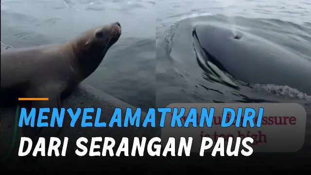 VIDEO: Berusaha Menyelamatkan Diri dari Serangan Paus, Wanita Usir Singa Laut dari Kapalnya