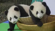 Foto pada 29 September 2020 ini menunjukkan anak-anak panda raksasa yang tampil perdana di Pusat Penangkaran dan Penelitian Panda Raksasa Chengdu di Provinsi Sichuan, China. Beberapa ekor anak panda raksasa tampil untuk pertama kalinya di depan publik pada Selasa (29/9). (Xinhua/Chen Juwei)
