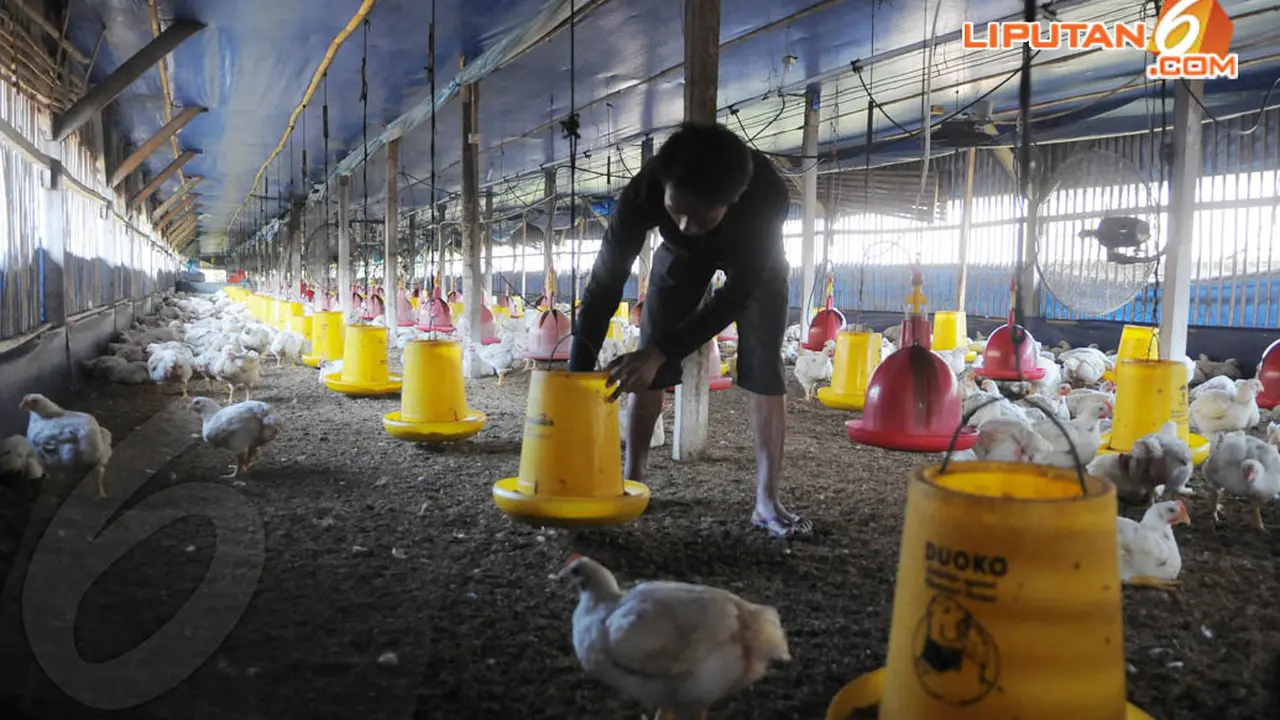 Jokowi Main ke Kandang Ayam 