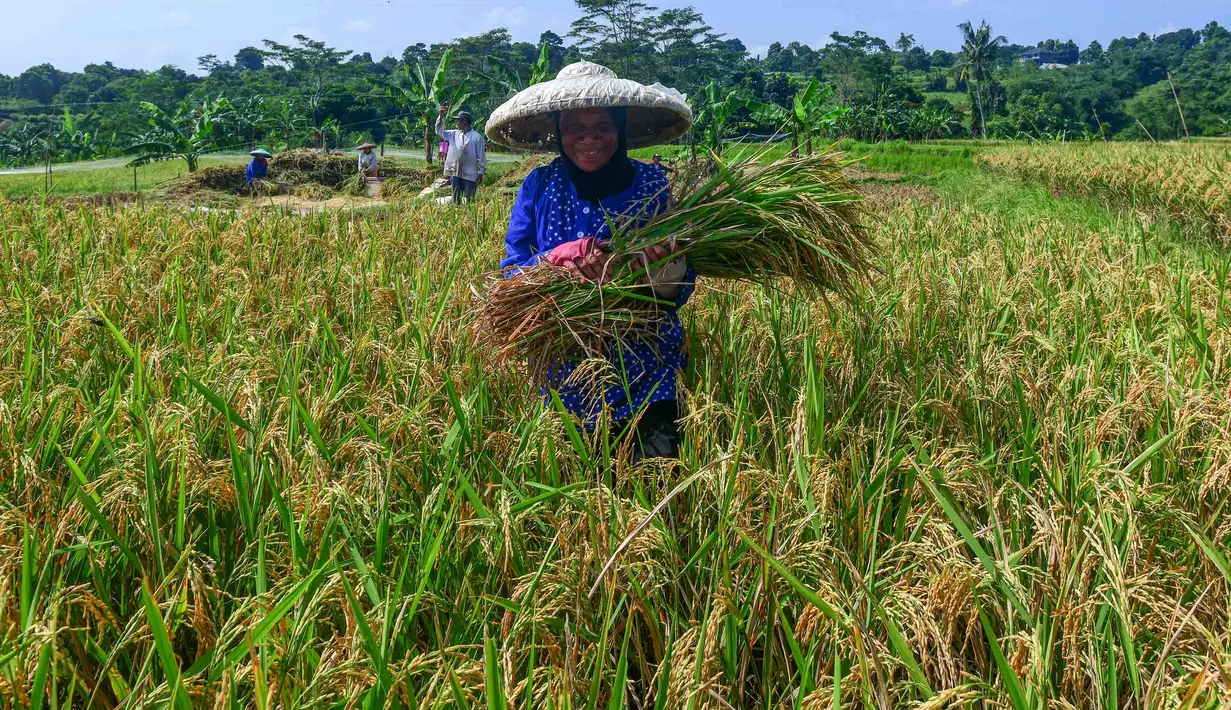Hingga pertengahan April 2026, Bulog mencatat progres penyerapan yang terus meningkat untuk memenuhi cadangan beras pemerintah. Tampak dalam foto, petani memanen padi jenis Inpari 32 di Kampung Tematik Mulyaharja, Bogor, Jawa Barat, Rabu (6/5/2026). (merdeka.com/Arie Basuki)