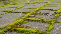 7 Cara Mengatasi Lumut di Teras Tanpa Disikat Keras dan Bahan Kimia, Bikin Bersih dan Nyaman