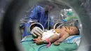 Bayi kembar siam dirawat di dalam inkubator RS Al Shifa, Kota Gaza, Rabu (23/11). Kembar siam dengan kondisi seperti ini menjadi kasus yang pertama ditemukan dalam kurun waktu beberapa tahun terakhir di Palestina. (REUTERS/Ibraheem Abu Mustafa)