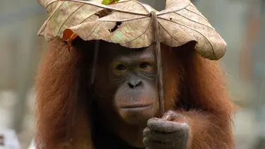 Tuaml9h1k5r6sm Ketika cuaca sedang hujan, kamu bisa gunakan emoticon ini untuk memberitahu ke teman kamu untuk sebaiknya. https www fimela com fashion style read 3788680 saat hujan hewan hewan ini ternyata berteduh dengan payung alami