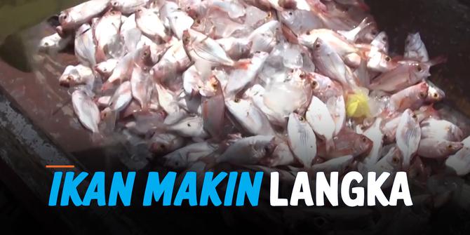 VIDEO: Krisis Kelangkaan Ikan Akibat Penangkapan Berlebihan