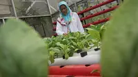 Ketua Kelompok Berkebun (Pokbun) Flamboyan RW 14 Kelurahan Cisaranten Kidul, Nurhayati Saidah, tengah mengamati sayur pakcoy yang dibudidayakan dengan metode hidroponik. (Foto: Liputan6.com/Huyogo Simbolon)