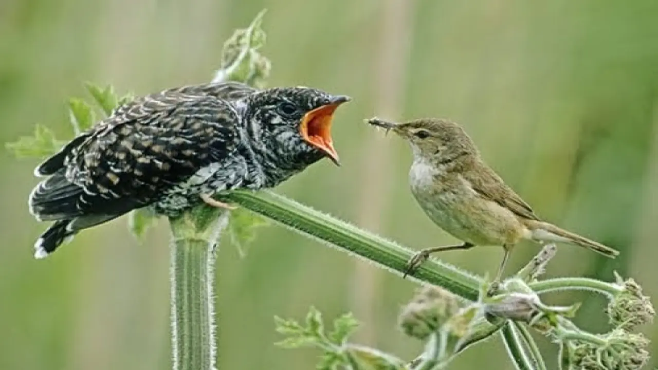 Burung Kedasih