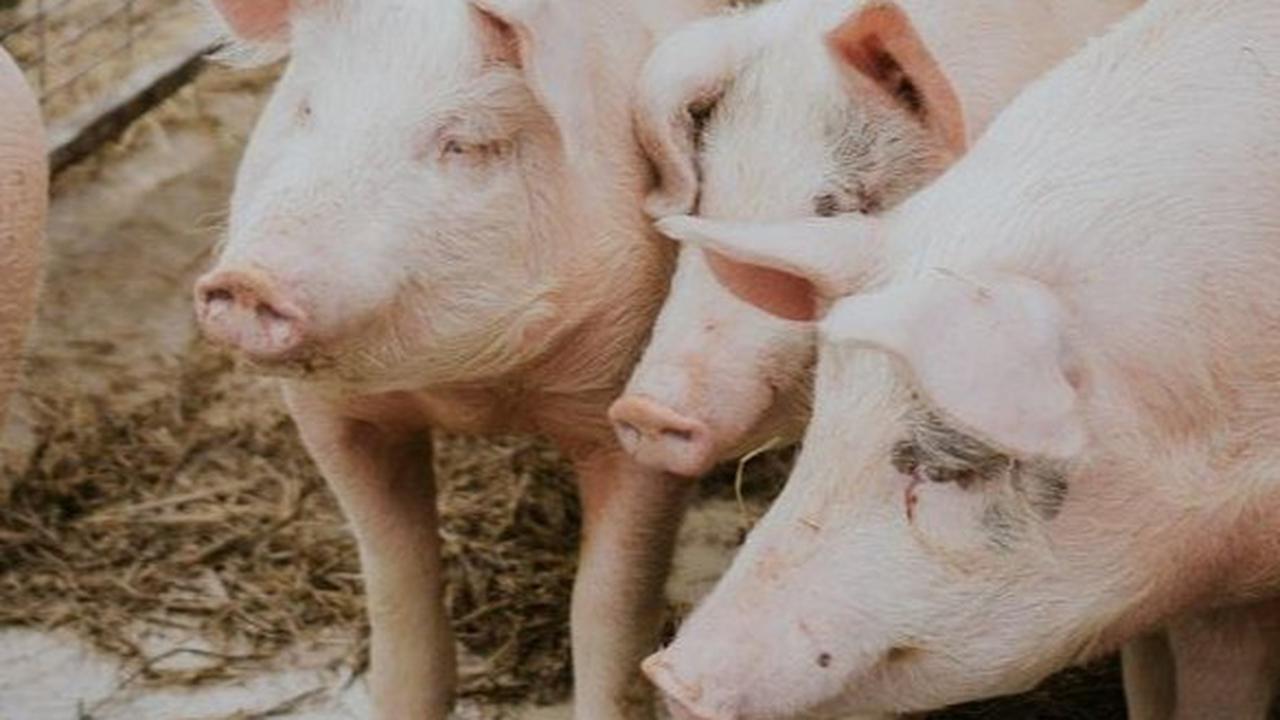 Hukum Tidak Sengaja Makan Babi dan Olahannya dalam Islam
