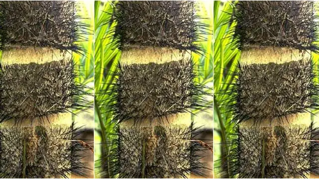 Courtesy ListVerse.com