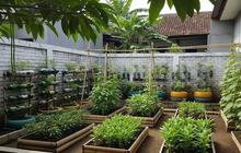 9 Ide Kebun Sayur Minimalis di Belakang Rumah, Modal Mulai Rp 300 Ribu