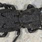 Kumbang Phloeodes Diabolicus Ini Disebut Tak Mati Dihantam Mobil. (Foto: Bugguide.net)