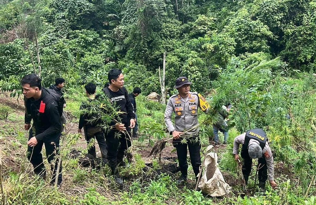 FOTO: Polda Sumsel Bongkar Ladang Ganja 20 Hektar di Empat Lawang