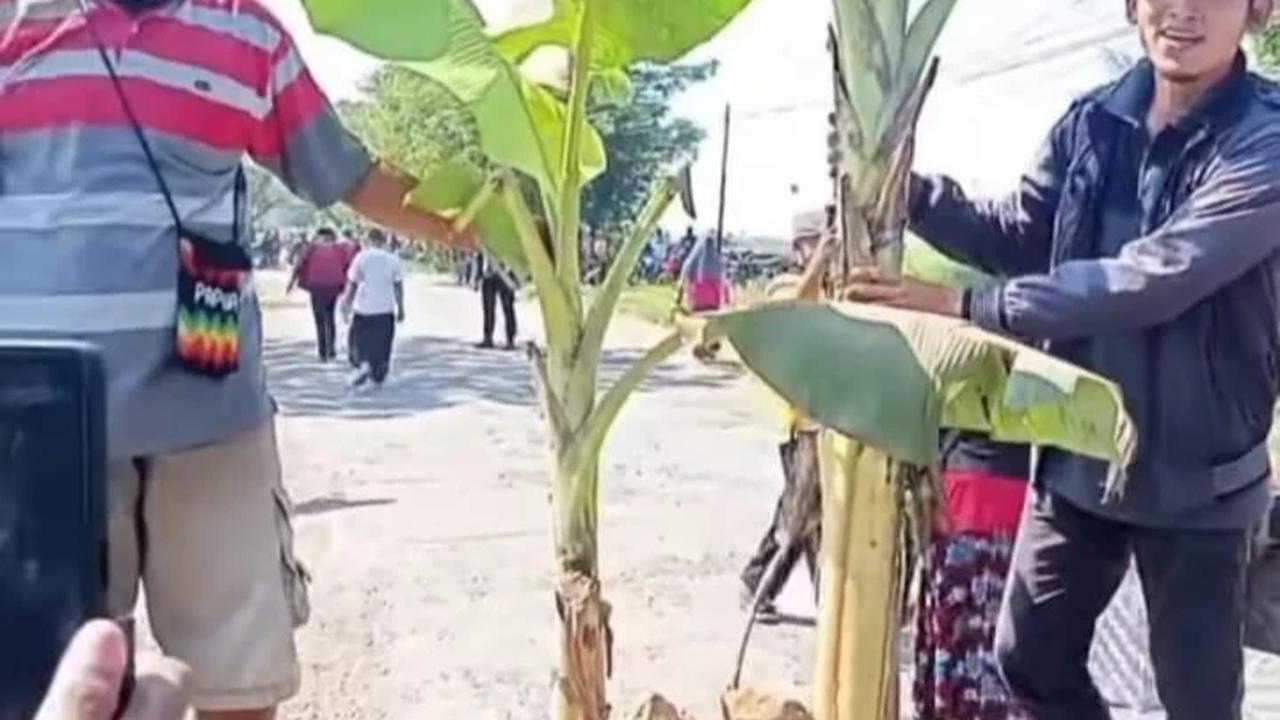 Viral Warga Blora Tanam Pohon Pisang di Jalan Rusak, Tantang Gubernur Jateng Tinjau Langsung Lokasi