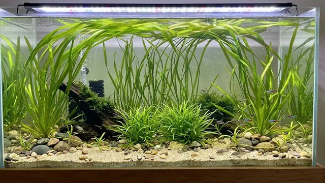 Tanaman Air Vallisneria
